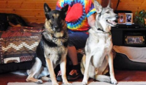 Introducing a New Dog to an Existing Pack Image